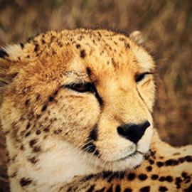 Michael Soulé, Grandfather of Conservation Biology